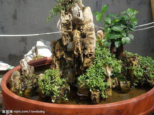 山石盆景制作教学视频,从入门到精通