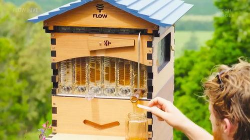 蜜蜂箱制作视频直播,揭秘蜂巢的秘密