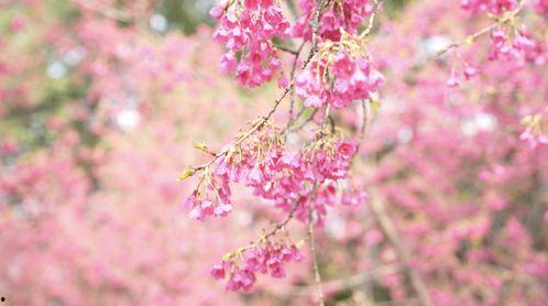 樱花视频,捕捉春日浪漫瞬间，带你领略花海之美