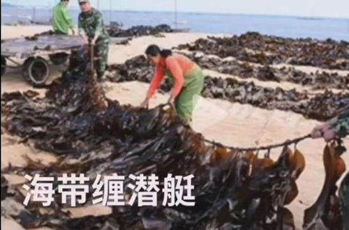 海带养殖视频,从播种到收获的精彩瞬间
