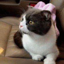 类似牛牛碰视频,趣味互动，欢乐无限短视频盛宴