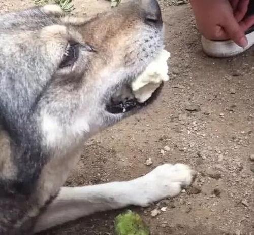 人日狗视频高清,高清捕捉温馨瞬间
