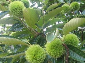 板栗树修剪技术视频,视频教程精华概述