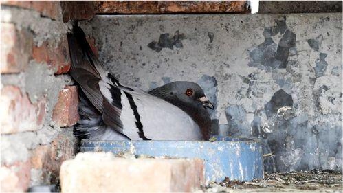 母鸽子快下蛋视频,母鸽子即将孵化新生命的温馨瞬间